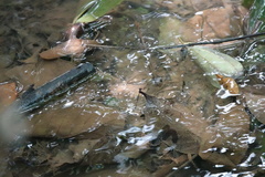 Prodasineura verticalis