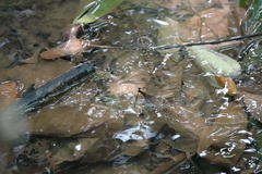 Prodasineura verticalis