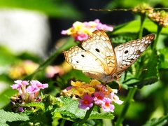 Anartia jatrophae