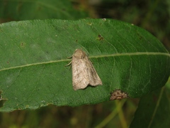 Ipimorpha retusa
