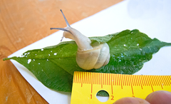 Cepaea hortensis