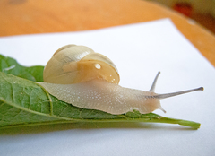 Cepaea hortensis
