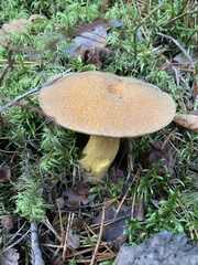 Suillus variegatus