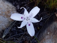 Moraea barkerae