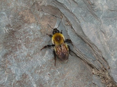 Bombus consobrinus