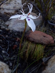 Moraea barkerae