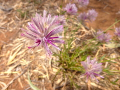 Ptilotus semilanatus