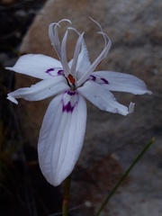Moraea barkerae