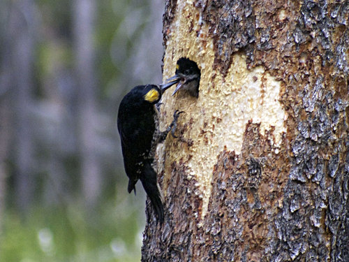 iNaturalist observation photo of Black-backed Woodpecker