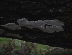 Heterobasidion parviporum