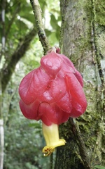 Drymonia coccinea