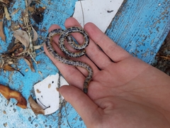 Afrotyphlops mucruso