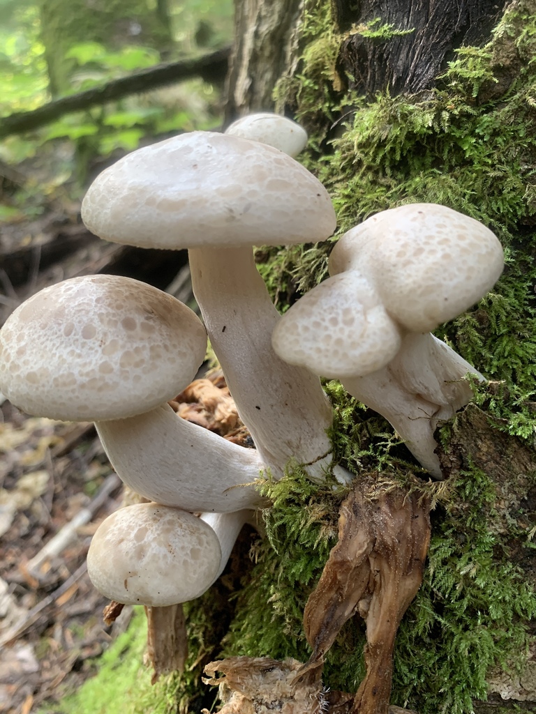 Beech Mushroom