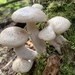 Beech Mushroom - Photo (c) Ryan Durand, some rights reserved (CC BY-NC), uploaded by Ryan Durand