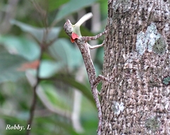 Draco blanfordii