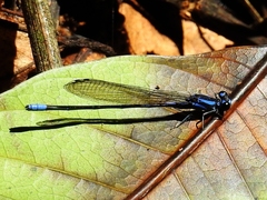 Argia oculata