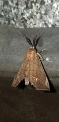 Syllectra erycata