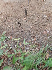 Stachydeae