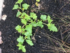Cucumis melo inodorus