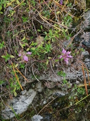 Thymus punctulosus