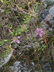 Thymus punctulosus