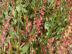 Rumex cordatus