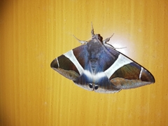 Bastilla crameri