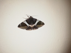 Bastilla crameri