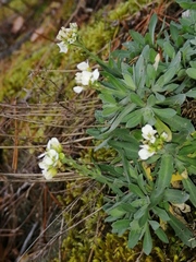 Schivereckia podolica