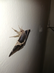 Bastilla crameri