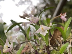 Polystachya ottoniana