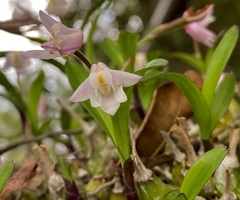 Polystachya ottoniana