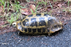 Indotestudo elongata