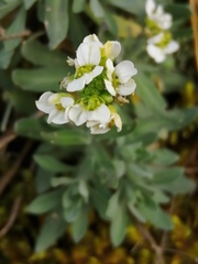 Schivereckia podolica