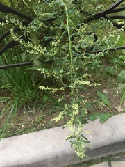 Artemisia vulgaris