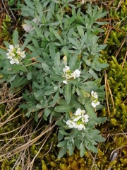 Schivereckia podolica