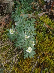 Schivereckia podolica