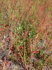 Rumex cordatus