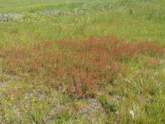 Rumex cordatus
