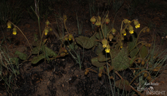 Hermannia transvaalensis