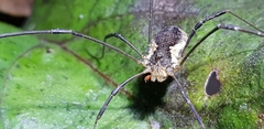 Oligolophus