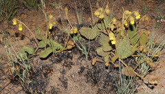 Hermannia transvaalensis