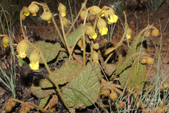 Hermannia transvaalensis