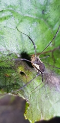 Oligolophus