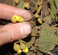Hermannia transvaalensis