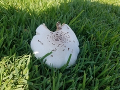Chlorophyllum molybdites