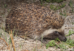 Atelerix frontalis frontalis