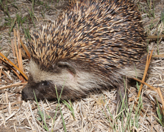 Atelerix frontalis frontalis
