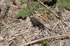 Atelerix frontalis frontalis