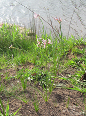 Nerine angustifolia